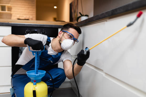 Best Rat Extermination Near Me  in Whiteville, TN