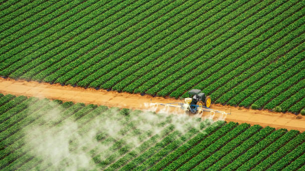 Best Local Pest Control Services  in Whiteville, TN