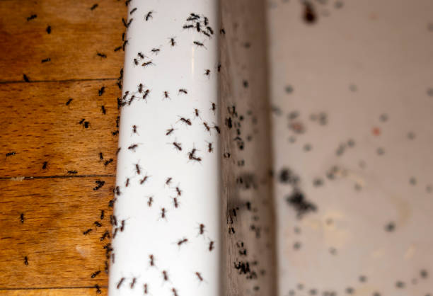 Best Termite Control Services  in Whiteville, TN